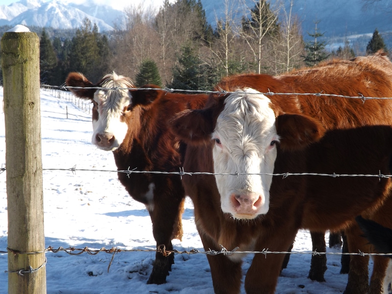 two Hereford cows in front of a mountain show that they are hardy cattle.