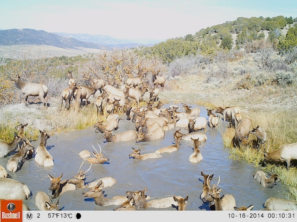 Elk herd swimming in water on Western Colorado Ranch Property