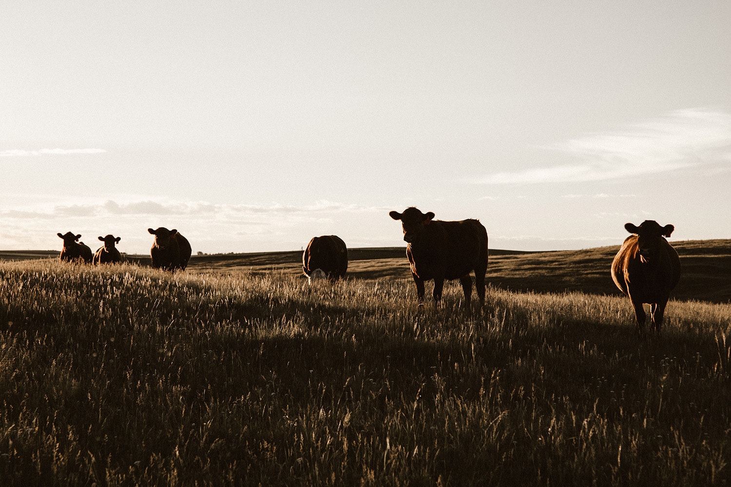 , Cattle Industry 2020 and Predictions, Colorado Ranch Real Estate for Sale | Eagle Land Brokerage